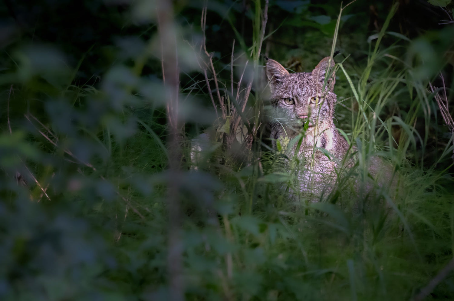Are You Ready? Essential Preparation Tips for Wildlife Photographers