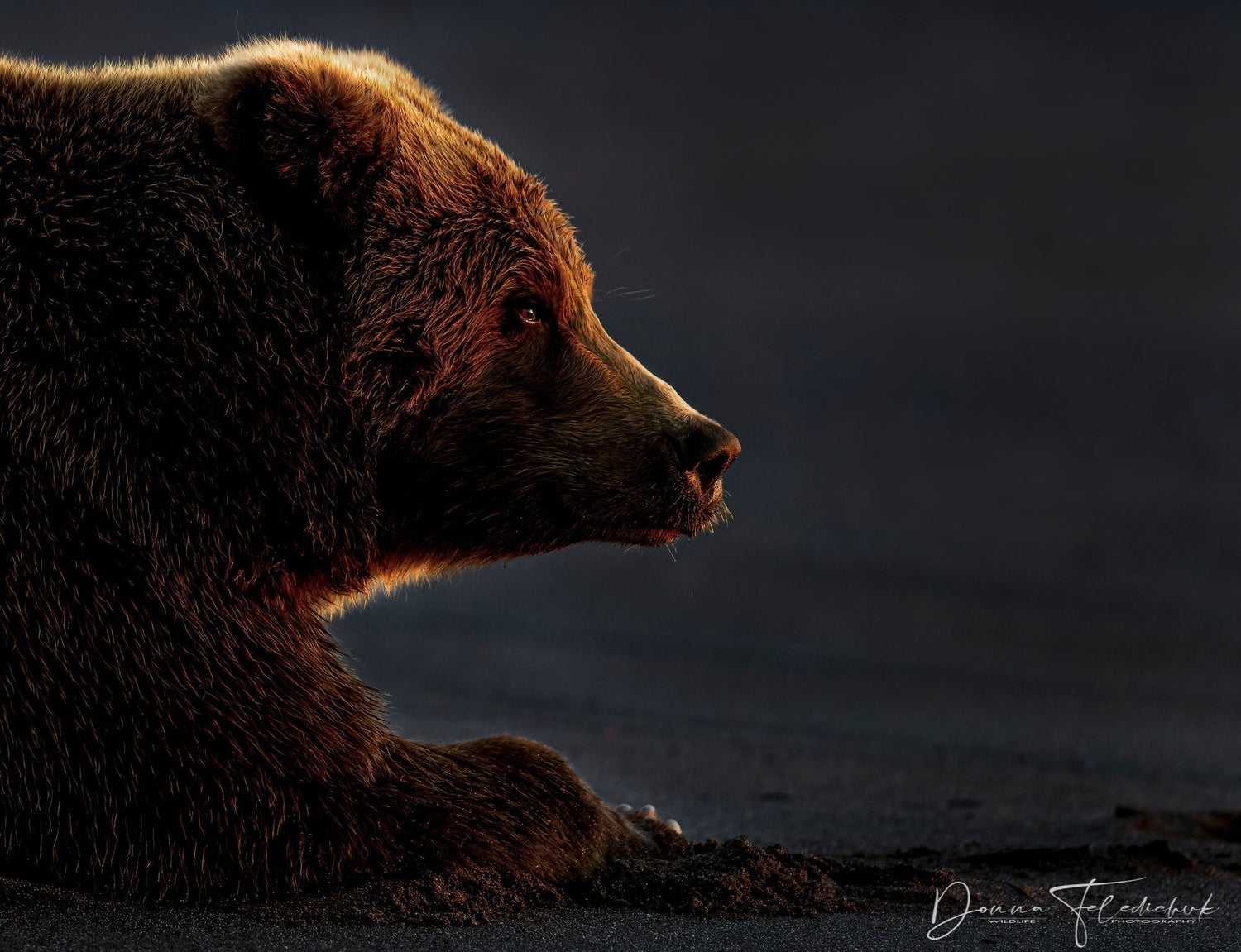 Editing low light images - Donna Feledichuk Wildlife Photography