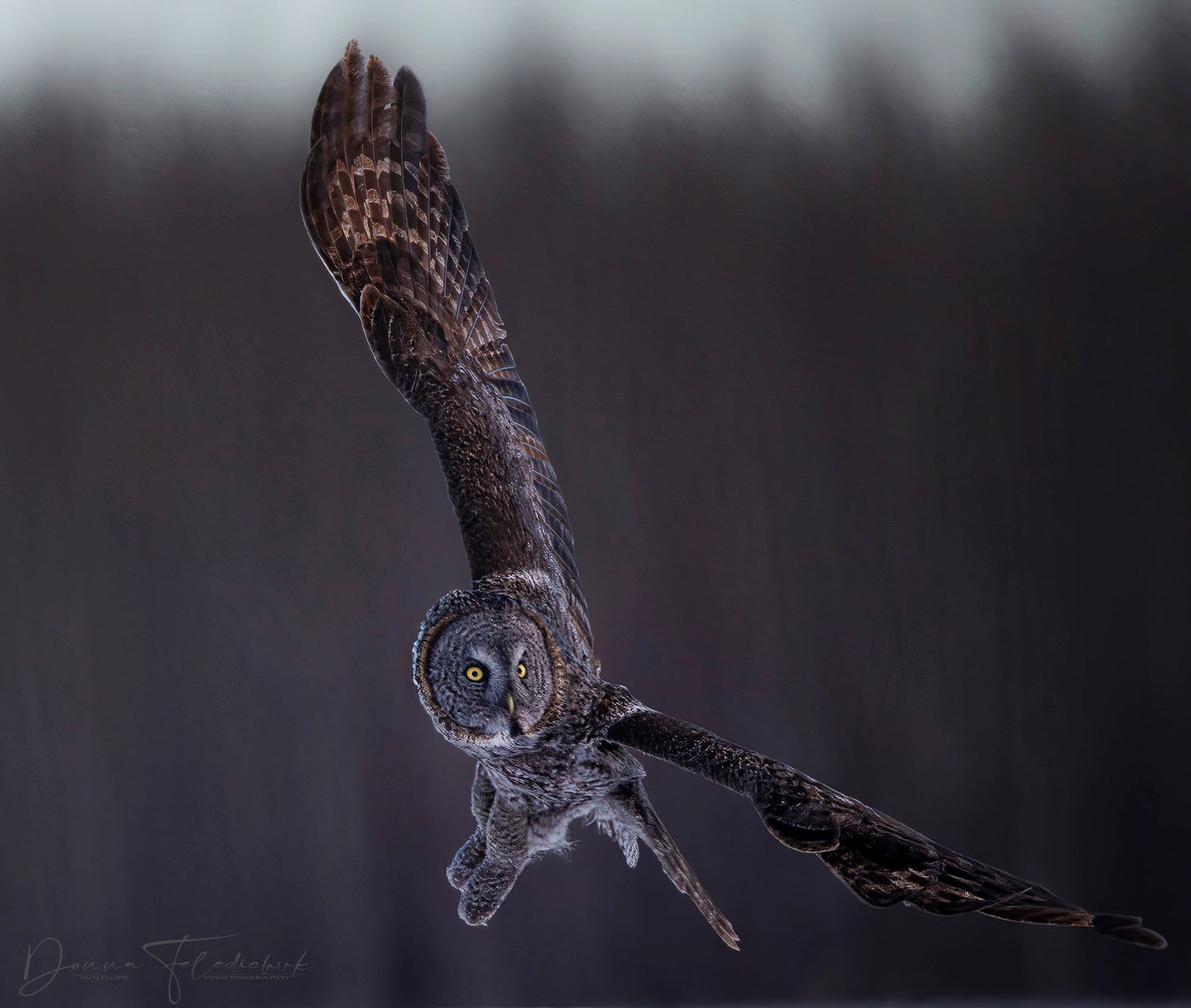 A Special Encounter: Capturing a Great Gray Owl in Flight - Donna Feledichuk Wildlife Photography