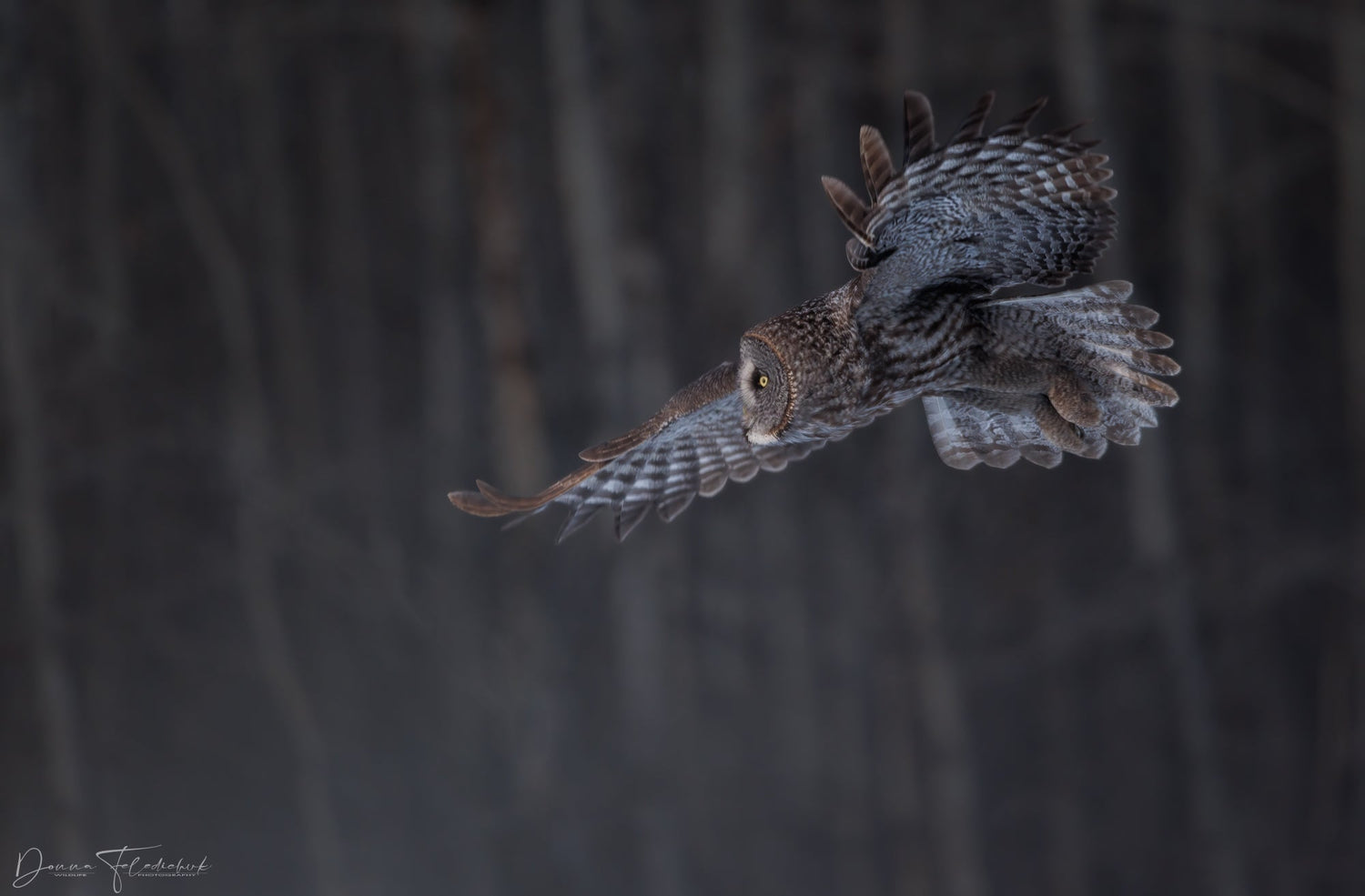Whispers in the Shadows: The Allure of the Great Gray Owl - Donna Feledichuk Wildlife Photography