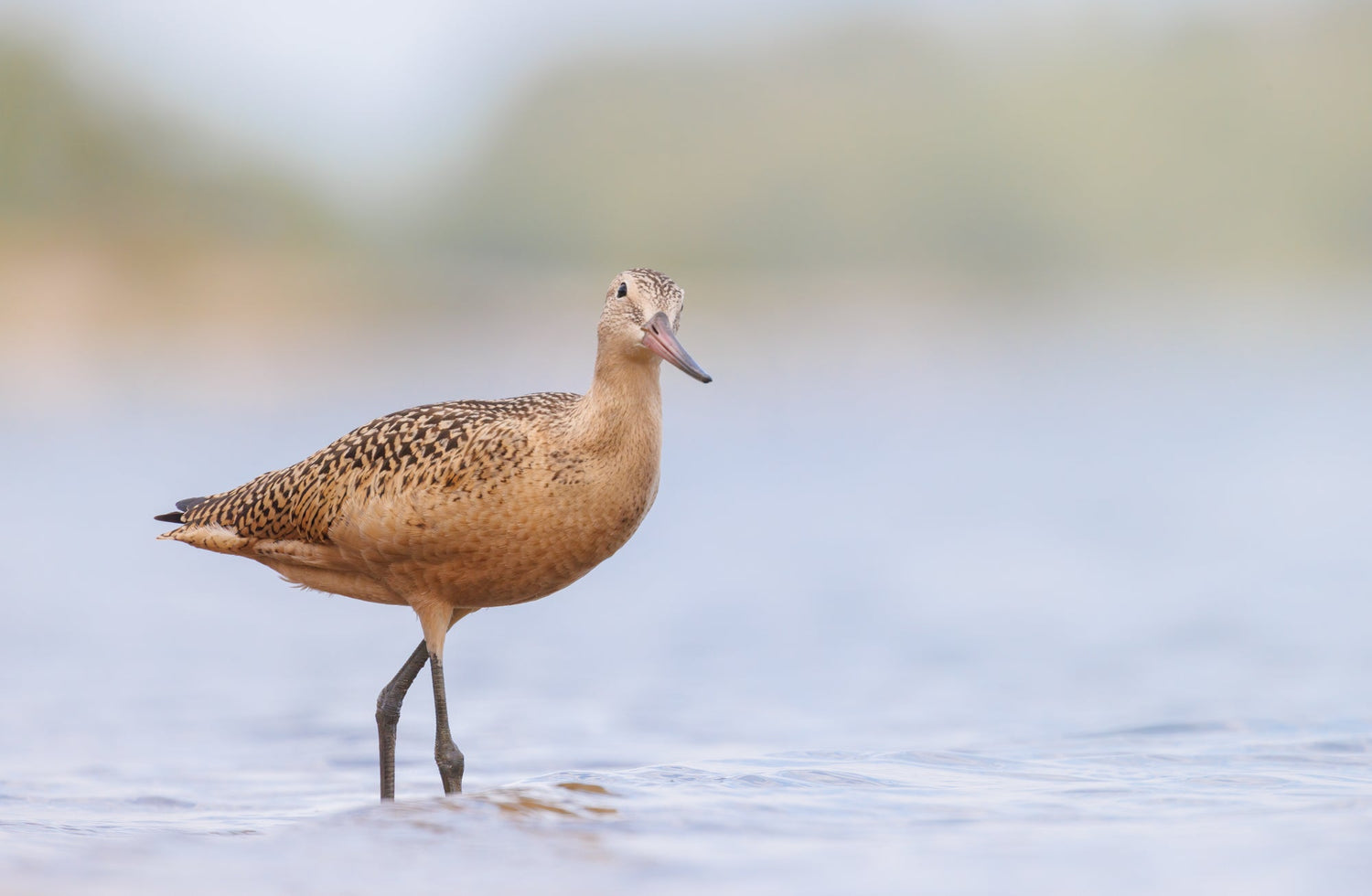 It's Piper Time: Photographing Migratory Sandpipers in Northern Alberta - Donna Feledichuk Wildlife Photography