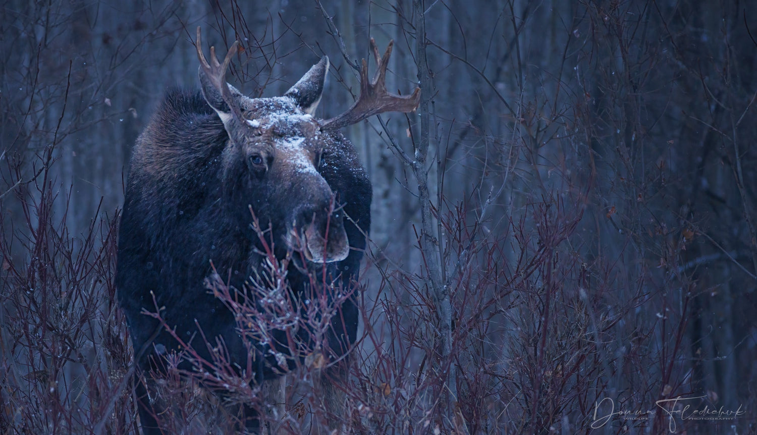 Build Your Network - Donna Feledichuk Wildlife Photography