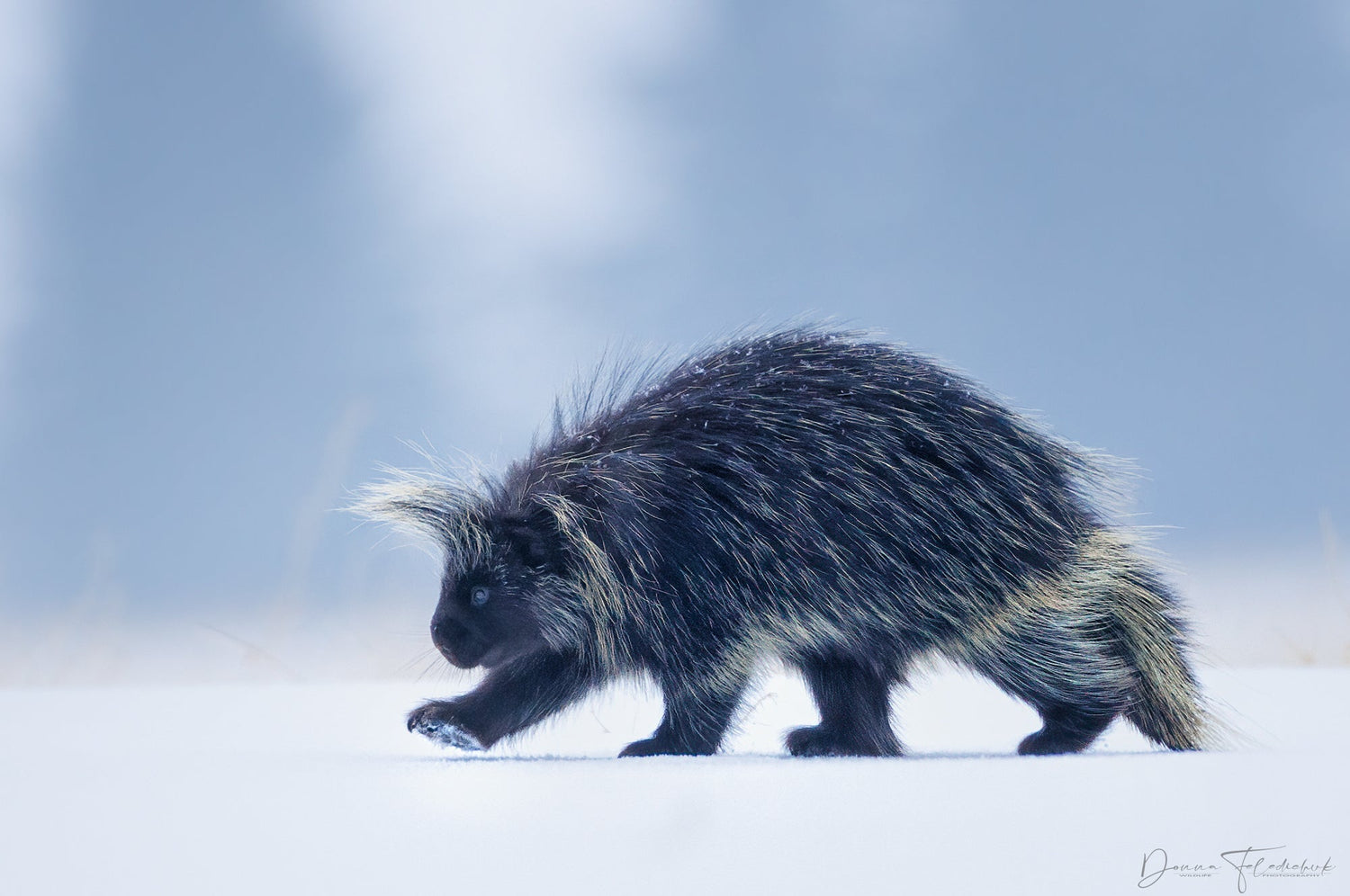 Enhancing Wildlife Photography: Building a Diverse Portfolio with Experimentation - Donna Feledichuk Wildlife Photography