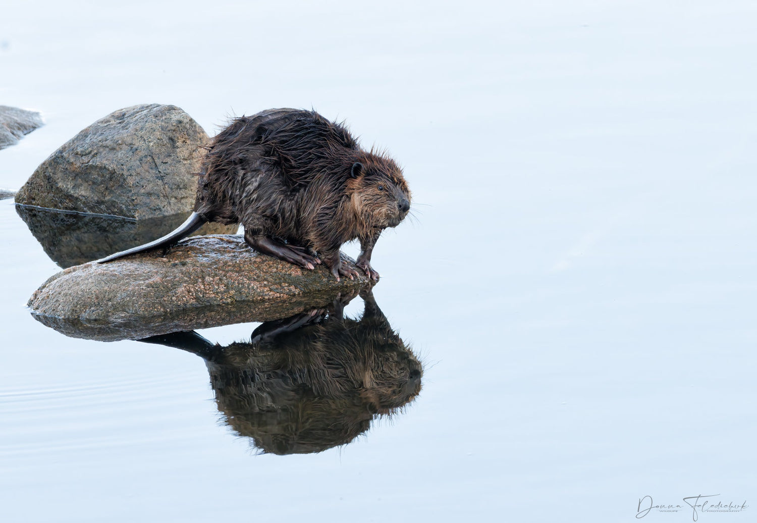 Embrace the Gray: Mastering High Key Wildlife Photography on Overcast Days - Donna Feledichuk Wildlife Photography