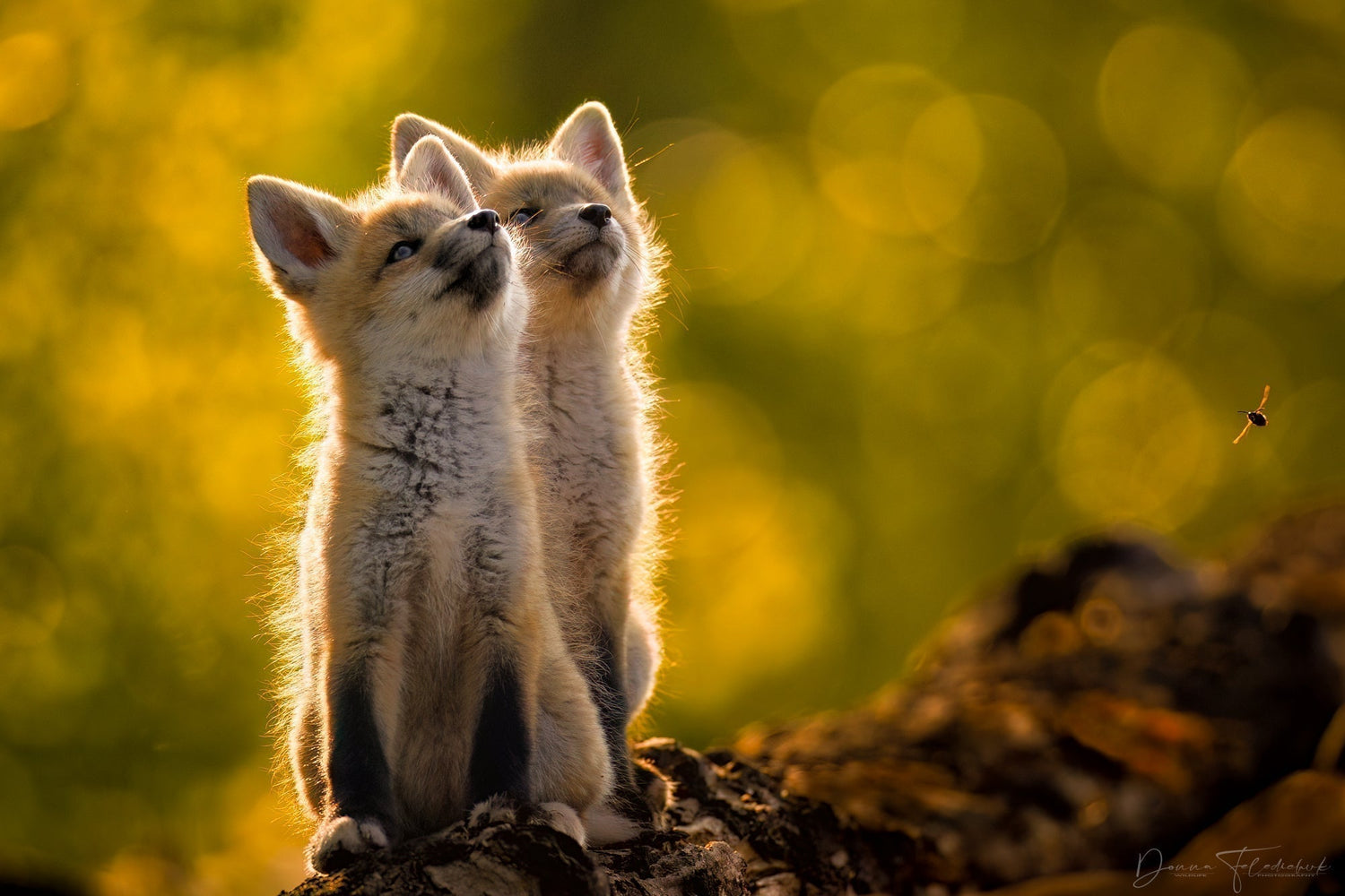The Stages of Growth as a Wildlife Photographer - Donna Feledichuk Wildlife Photography