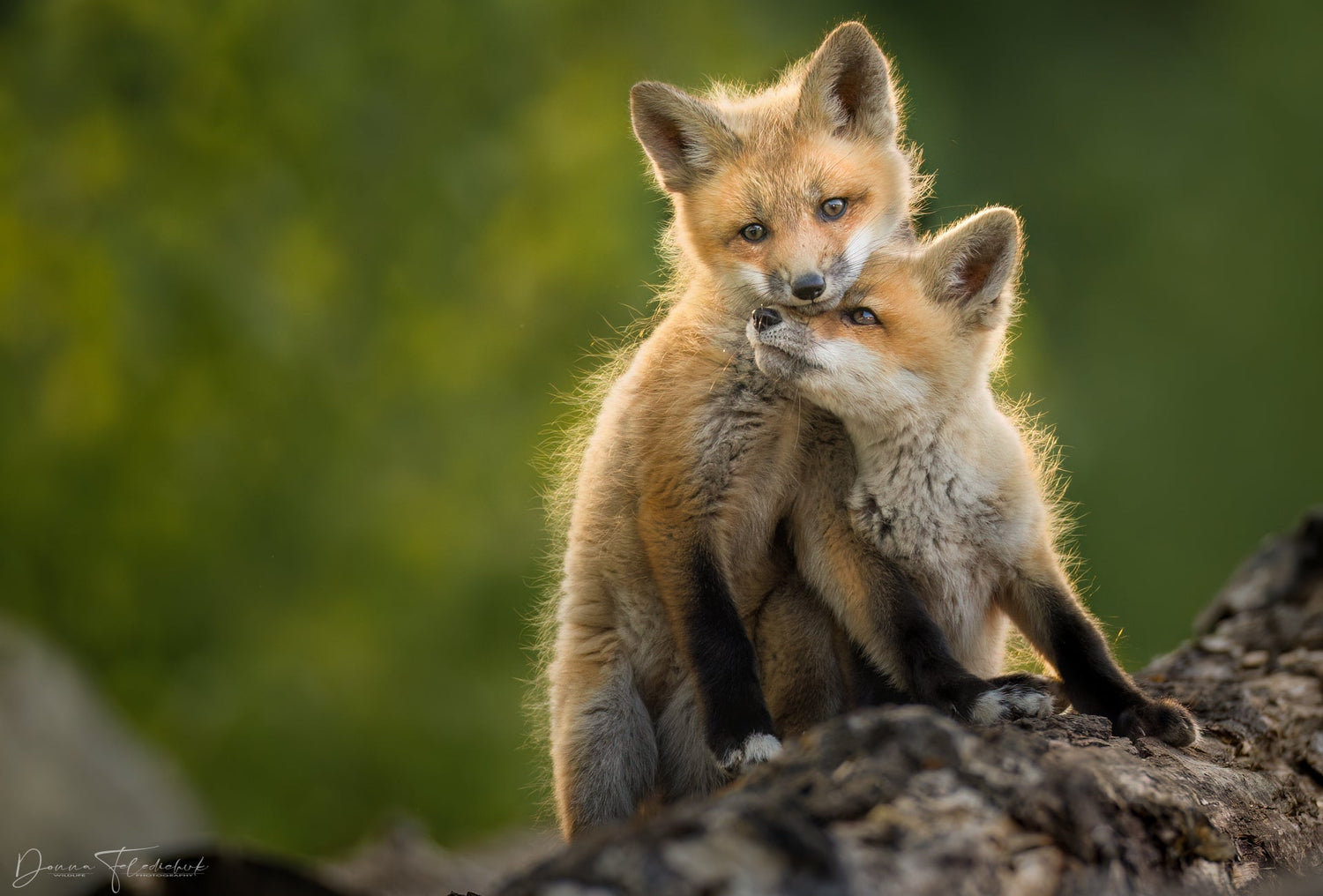 Discovering Your Unique Style as a Wildlife Photographer - Donna Feledichuk Wildlife Photography
