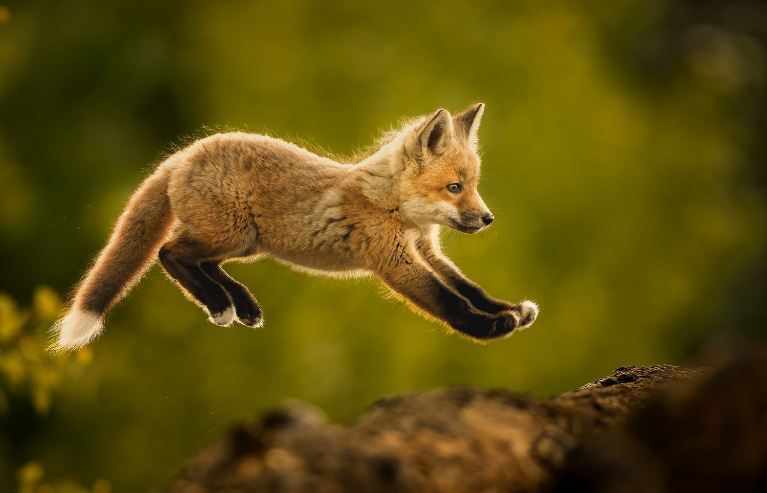 The Story Behind My Award-Winning Fox Kit Photograph - Donna Feledichuk Wildlife Photography