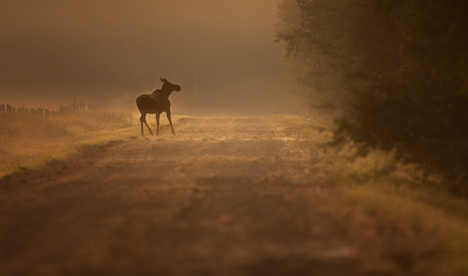 Unexpected encounters are the best kind - Donna Feledichuk Wildlife Photography
