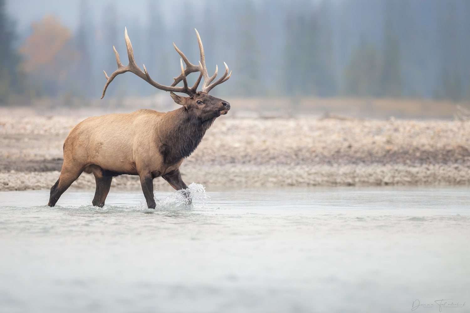 A majestic bull moose crossing a rive - Donna Feledichuk Wildlife Photography