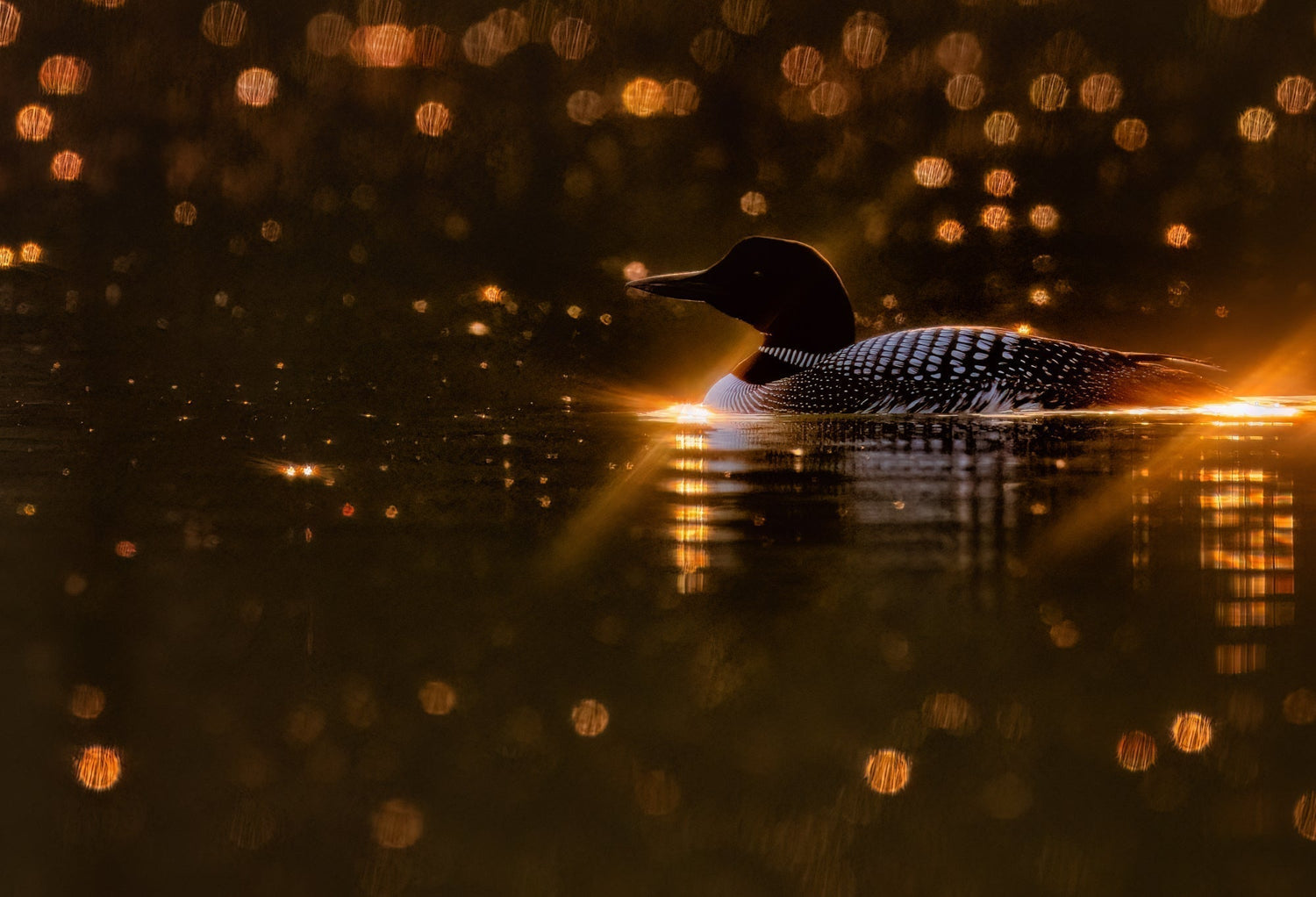 Is It Really All About the Light? - Donna Feledichuk Wildlife Photography