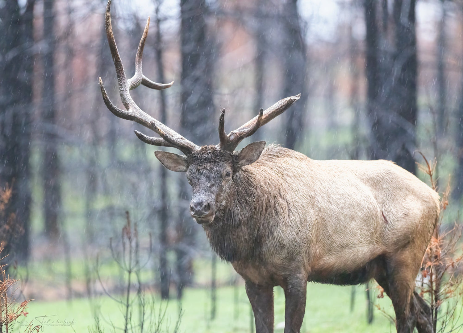A lone bull elk moves through a scorched forest, a powerful reminder of nature’s ability to rebuild