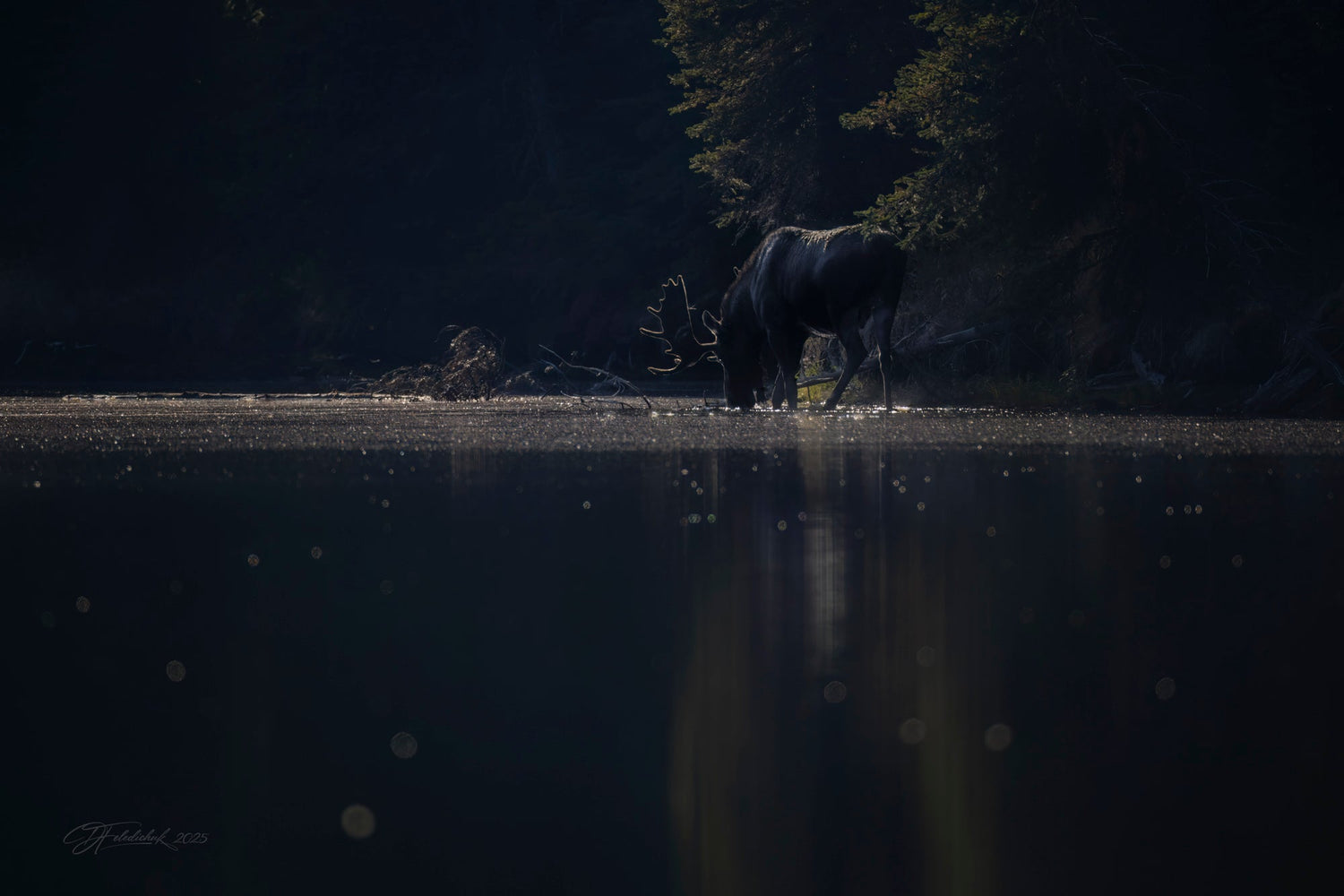 A Quiet Encounter In Jasper
