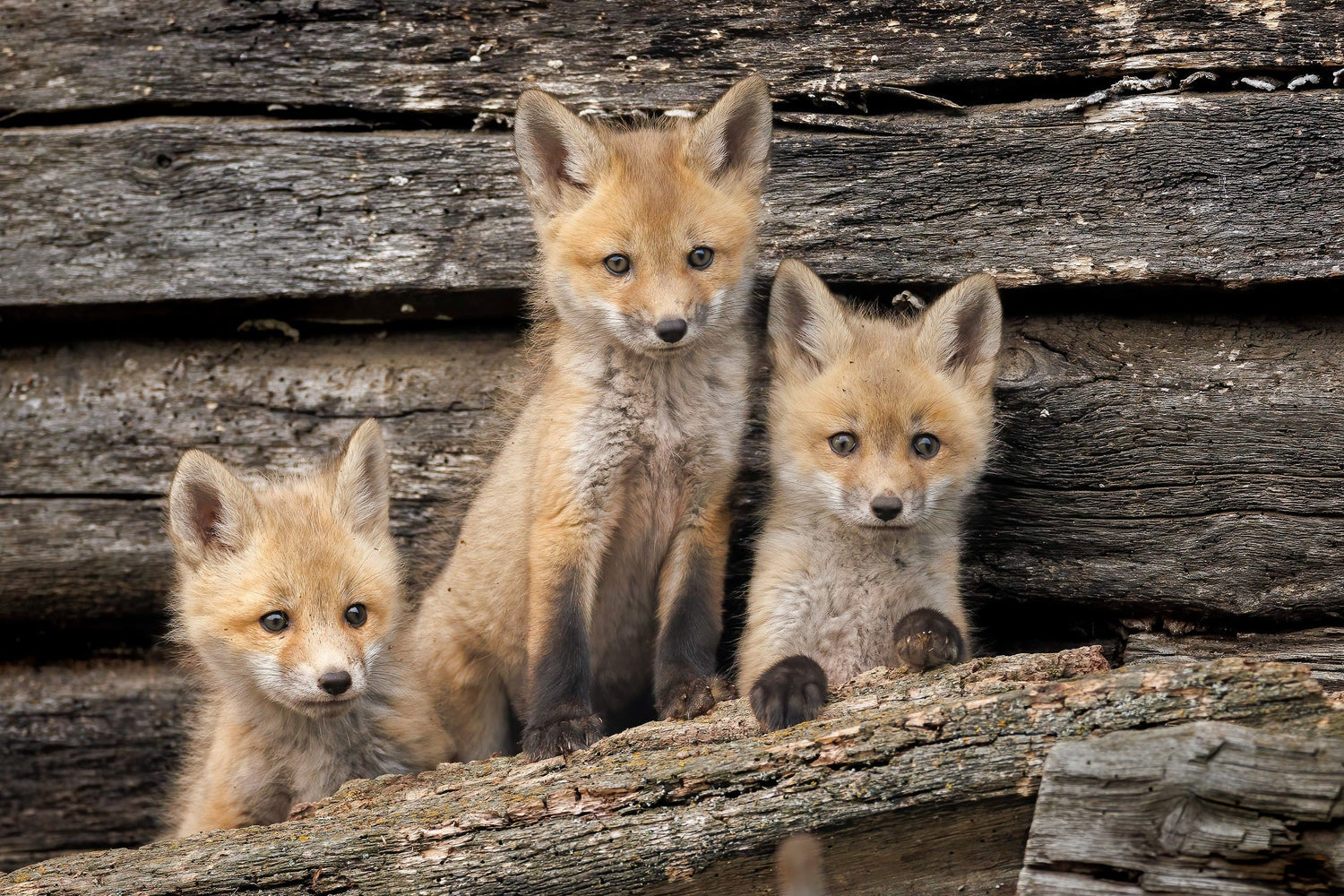Mastering the Art of the Stakeout in Wildlife Photography - Donna Feledichuk Wildlife Photography