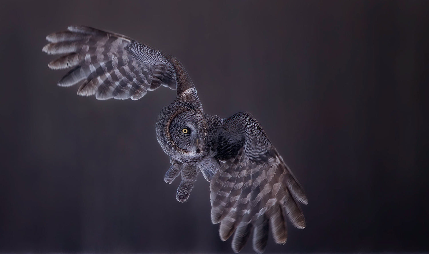 Where are all the great gray owls? - Donna Feledichuk Wildlife Photography