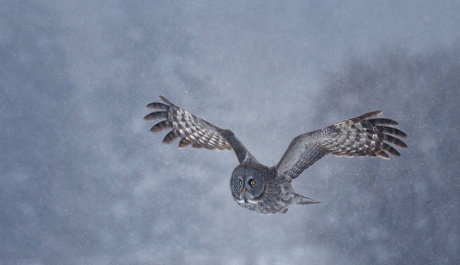 The Importance of a Shot List in Wildlife Photography - Donna Feledichuk Wildlife Photography