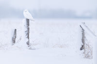 Winter's Sentinel Limited Edition Print - Donna Feledichuk Wildlife Photography