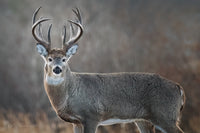 The Woodland King 8" x 12" fine art print matted - Donna Feledichuk Wildlife Photography