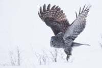 Winter Flight 8 x 12 fine art print matted - Donna Feledichuk Wildlife Photography