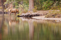 Tranquil Morning 8" x 12" fine art photo paper matted - Donna Feledichuk Wildlife Photography