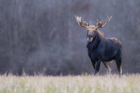 Sentinel of the Forest 8 x 12 fine art matted print - Donna Feledichuk Wildlife Photography