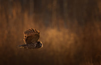 2026 Great Gray Owl Photography Tour - Donna Feledichuk Wildlife Photography