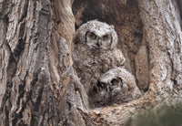 Wildlife Photography Mentorship Program - Donna Feledichuk Wildlife Photography