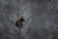 Safe and Secure 8" x 12" fine art matted print - Donna Feledichuk Wildlife Photography