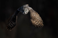Emergence 8 x 12 fine art matted print - Donna Feledichuk Wildlife Photography