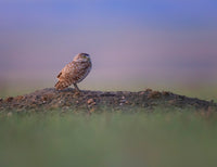 2026 Burrowing Owls Phototour - Donna Feledichuk Wildlife Photography