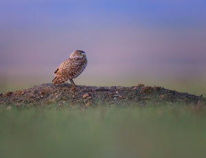 2026 Burrowing Owls Phototour - Donna Feledichuk Wildlife Photography