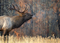 2026 Jasper Elk and Moose Rut Photoour - Donna Feledichuk Wildlife Photography