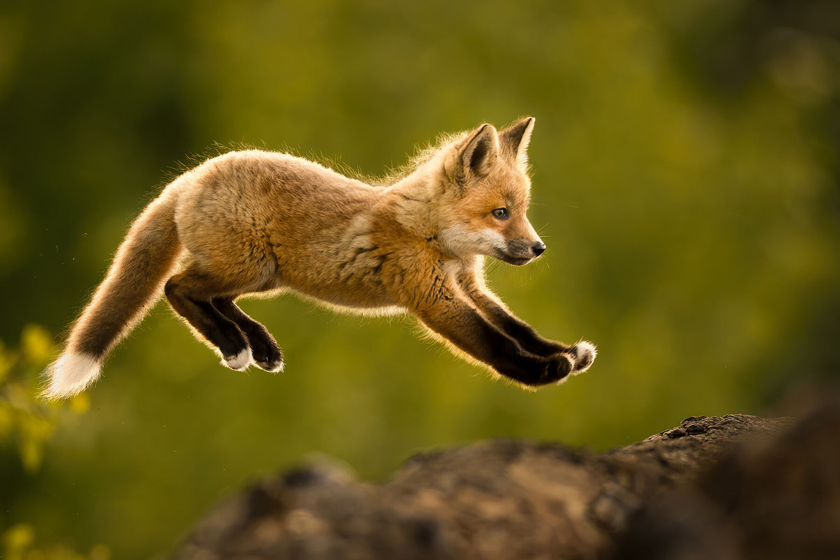 Might As Well Jump Limited Edition Print - Donna Feledichuk Wildlife Photography
