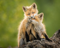 Luminous Watch Limited Edition Print - Donna Feledichuk Wildlife Photography
