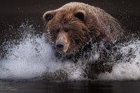 One Last Catch 8 x 12 fine art matted print - Donna Feledichuk Wildlife Photography