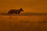Dawn's Silent Hunter Limited Edition Print - Donna Feledichuk Wildlife Photography