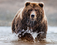 Salmon Pursuit Limited Edition Print - Donna Feledichuk Wildlife Photography