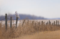 A Winter's View 8" x 12" fine art print matted - Donna Feledichuk Wildlife Photography