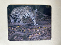 Silent Stalker Wildlife Photography Mousepad - Donna Feledichuk Wildlife Photography