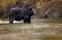 2026 The Great Bear Rainforest Grizzlies in Fall Phototour - Donna Feledichuk Wildlife Photography