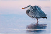 The Power of Pastels 8" x 12" fine art matted print - Donna Feledichuk Wildlife Photography