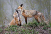 Tender Bonds Limited Edition Print - Donna Feledichuk Wildlife Photography