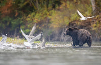 River Guardian Limited Edition Print - Donna Feledichuk Wildlife Photography