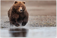 Jump Right In 8 x 12 fine art matted print - Donna Feledichuk Wildlife Photography
