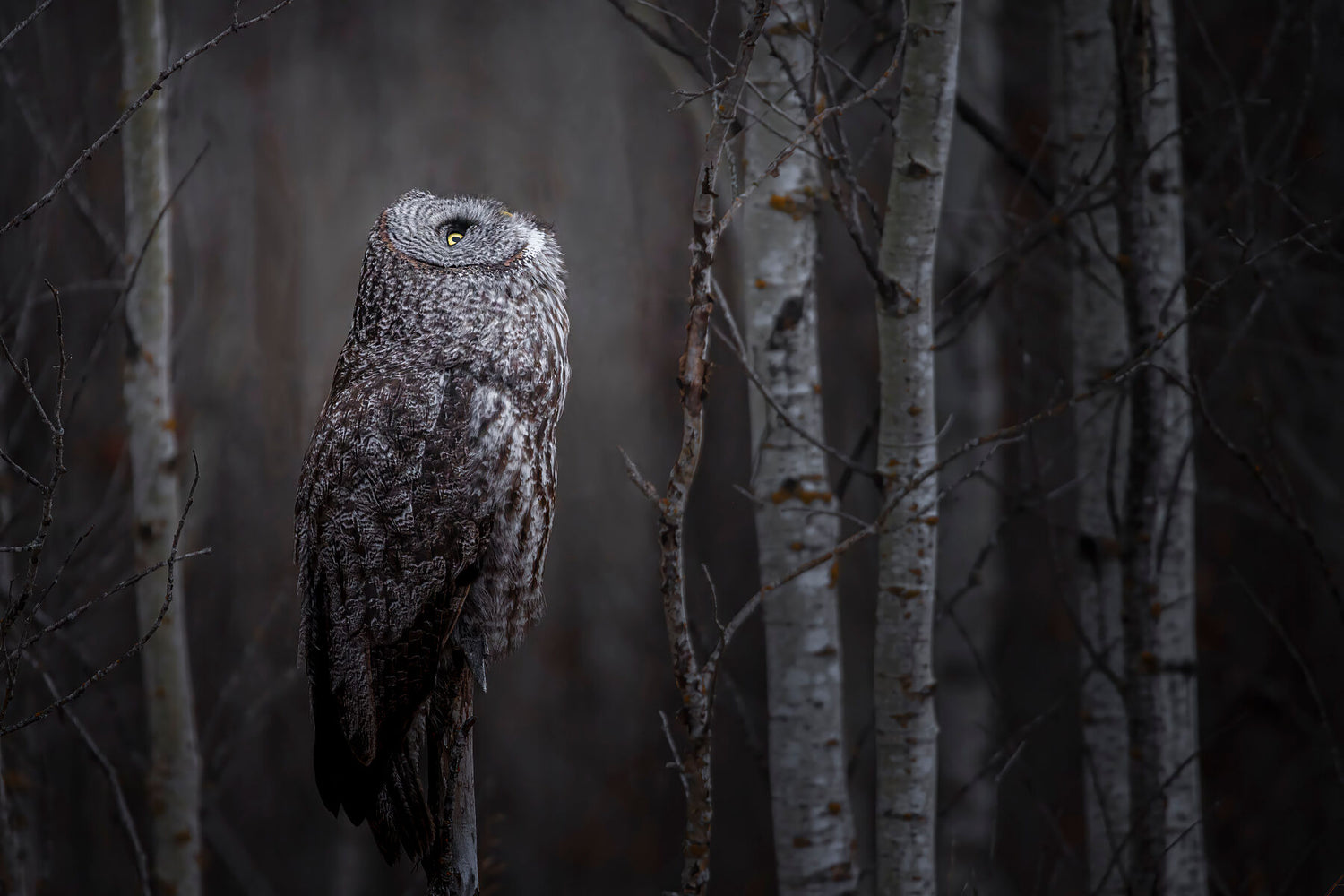 On The Edge of Darkness Limited Edition Print - Donna Feledichuk Wildlife Photography