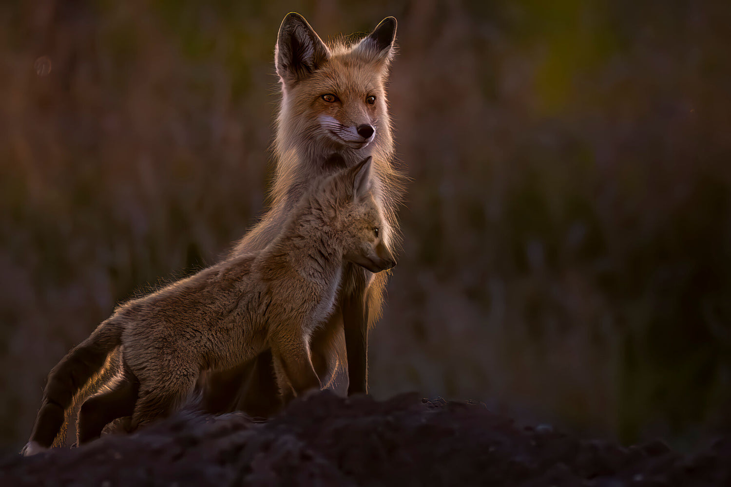 Safe Beside Her Limited Edition Print - Donna Feledichuk Wildlife Photography