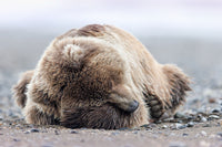 Let Sleeping Bears Lie Limited Edition Print - Donna Feledichuk Wildlife Photography
