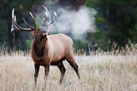 Cool Morning Limited Edition Print - Donna Feledichuk Wildlife Photography