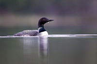 Enjoying the Serenity Limited Edition Print - Donna Feledichuk Wildlife Photography