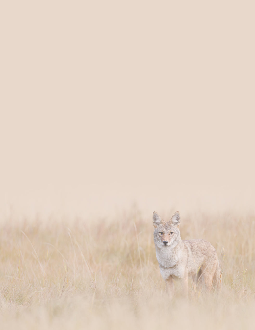 Curious Coyote - Fine Art Wildlife Photography Small Notepad