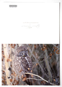 Owl Naptime 5" x 7" Fine Art Wildlife Photography Greeting Card - Donna Feledichuk Wildlife Photography